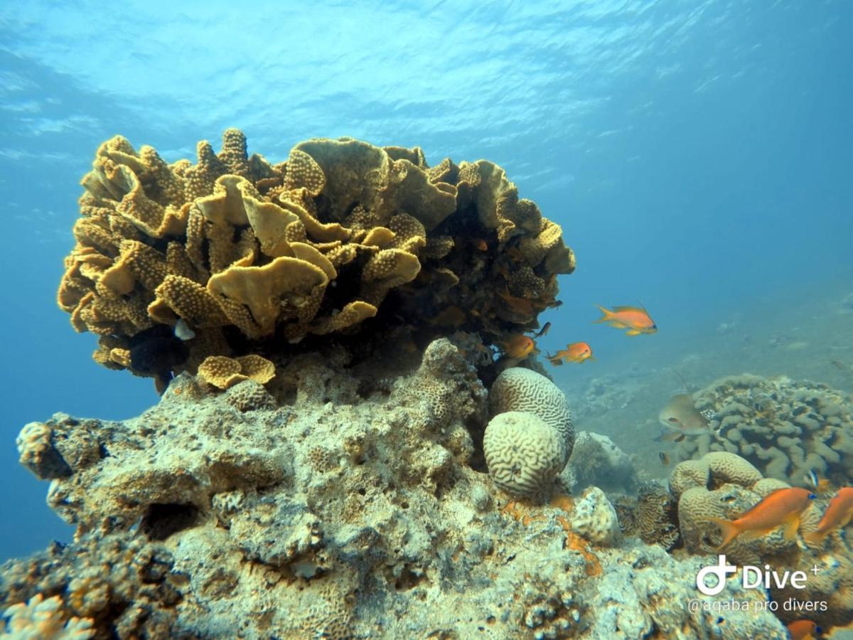Aqaba Pro Divers Exteriér fotografie